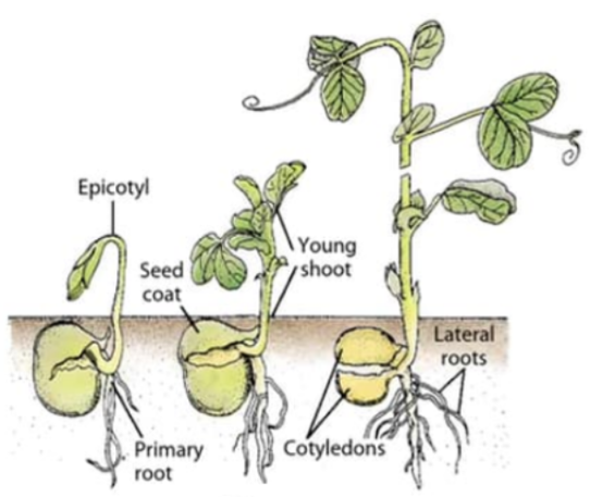 <p>how do peas germinate</p>