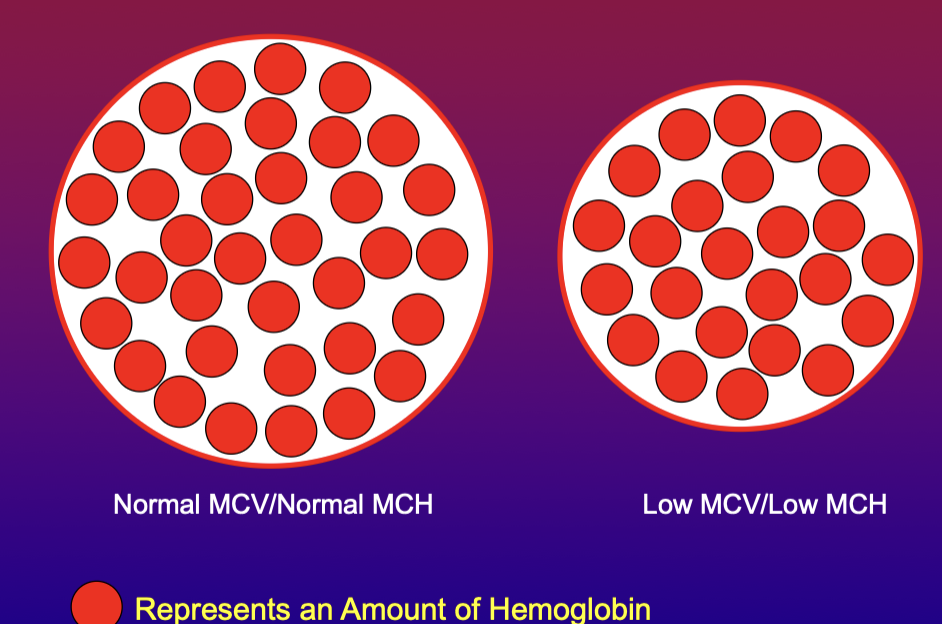 <p>Average amount of hemoglobin in a single erythrocyte, usually based on erythrocyte size (MCV)</p>