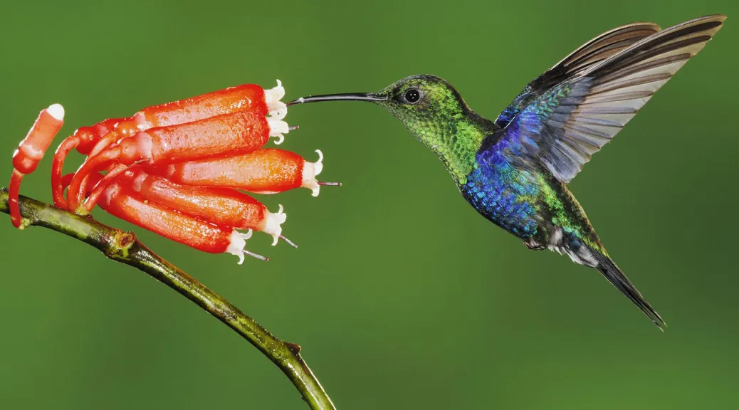 <p>TWO speices that have a partnership or symbiotic relationships evolves together to continue relationship</p>