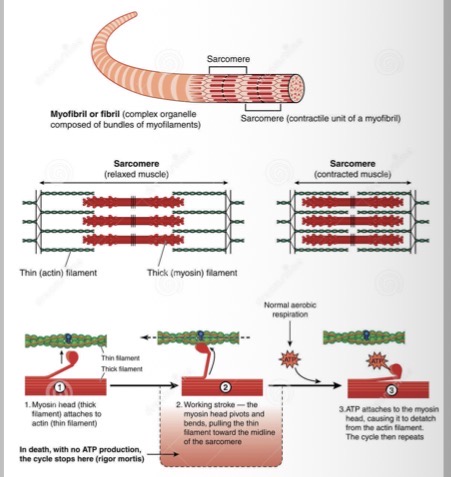 <p>How does contraction occur (simple explanation)</p>