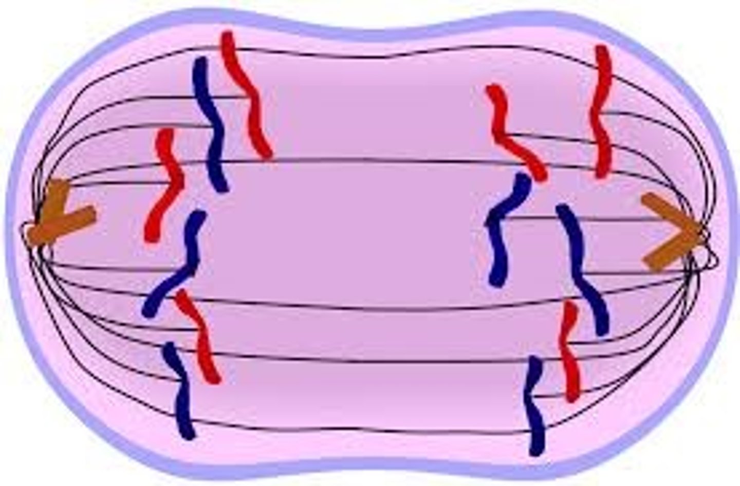 <p>begins when chromosomes start to separate</p><p>-chromtids are considered separate chromosomes</p>