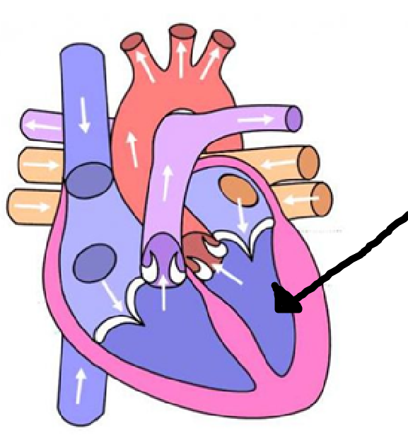 <p>7th location + blood type + where it goes to</p>
