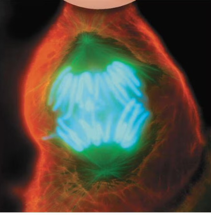 <p>Sister chromatids separate into daughter chromosomes, which are then pulled to opposite poles of the spindle apparatus</p>