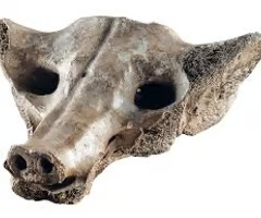 <p>Camelid sacrum comes from where?</p>
