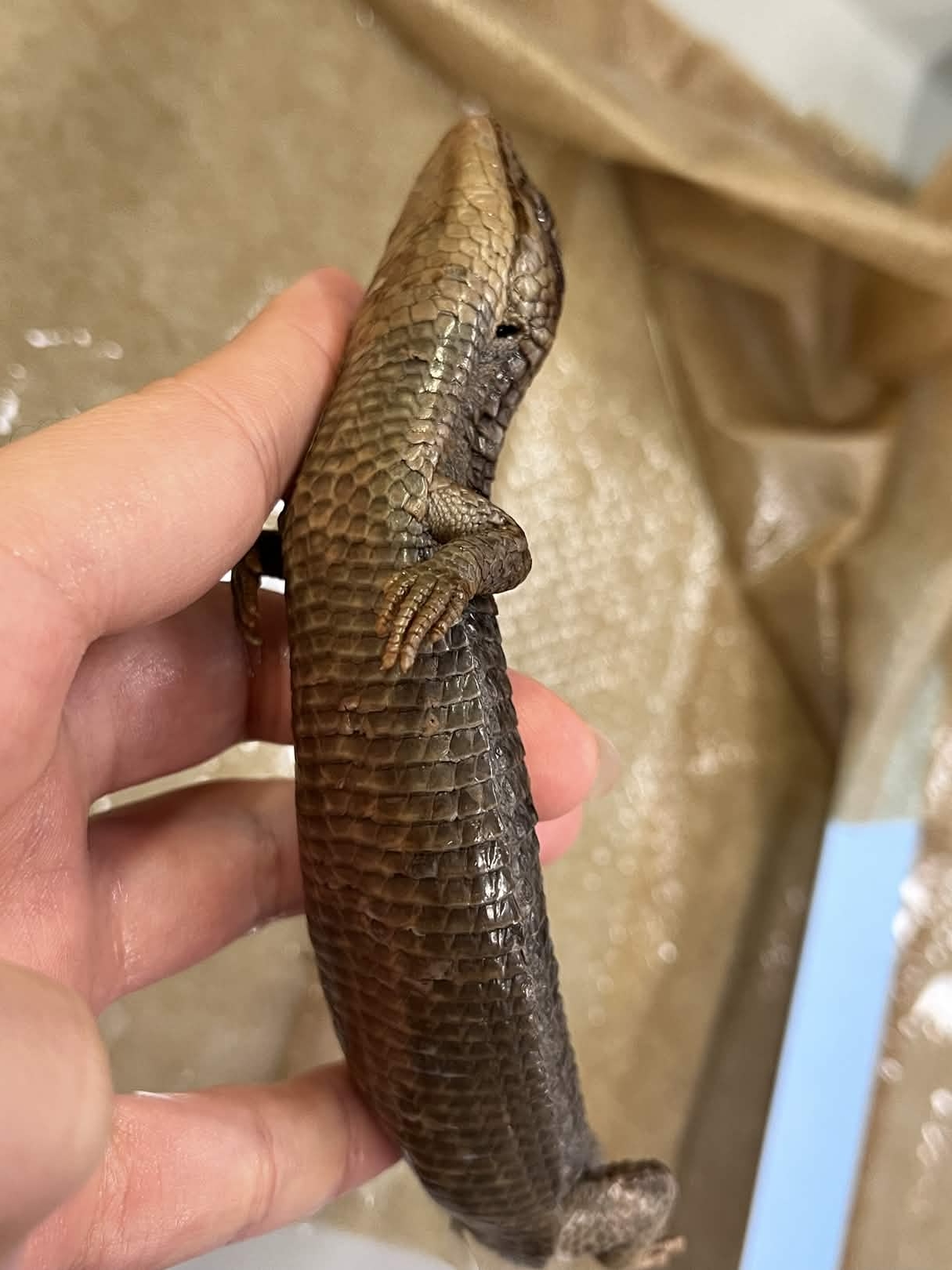 <p>Family + Species?</p><ul><li><p><strong>White border</strong></p></li><li><p>Square scales</p></li></ul><p></p>