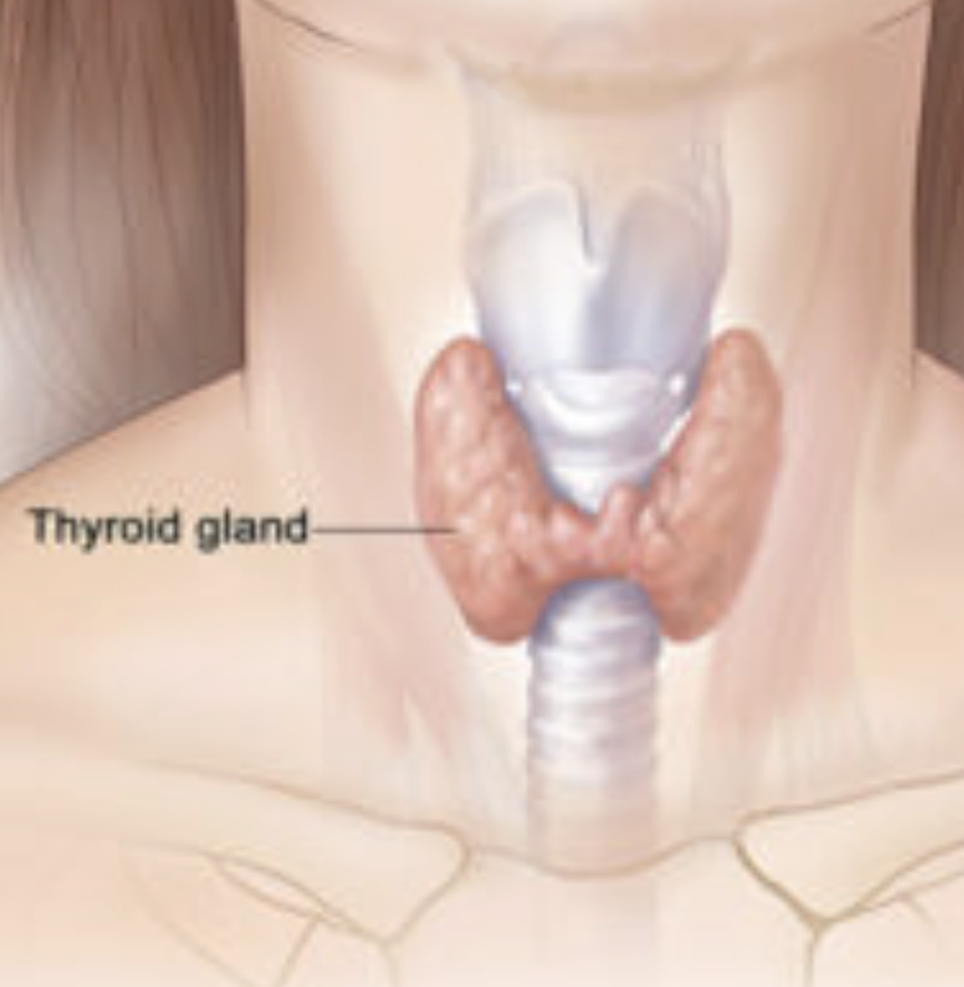<p>Thyroid gland </p>