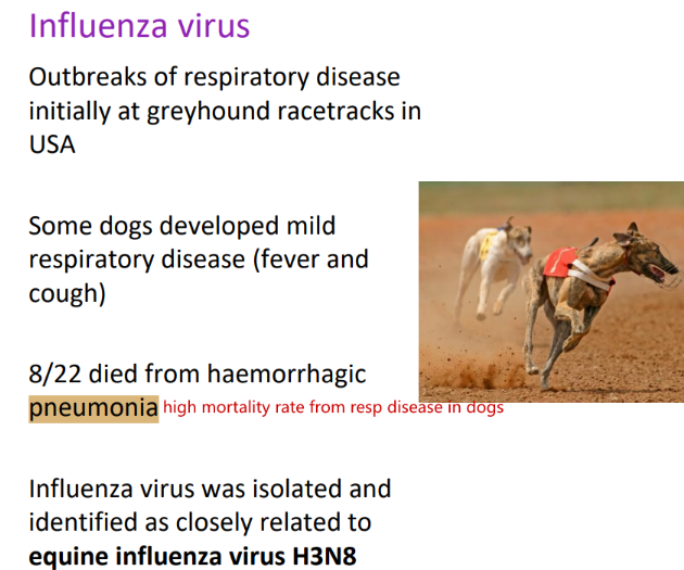 <p>What is the primary cause of haemorrhagic pneumonia in dogs?</p>