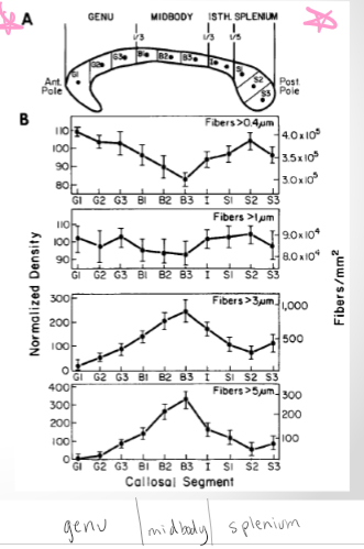 <p><span>20 Human subjects<br>• Thin fibers most dense in genu &amp; splenium (<0.2μm)<br>o Low myelination, slow conductance velocities<br>• Large fibers most dense in mid-body(>0.2μm)<br>o High myelination, high conductance velocities</span></p><p><span>Measure density of corpus callosum from front to back of brain. Density of fibers. Thin fibers most dense diameter of corpus callosum. Motor areas have highest myelin and conductance and thickest diameters. </span></p>