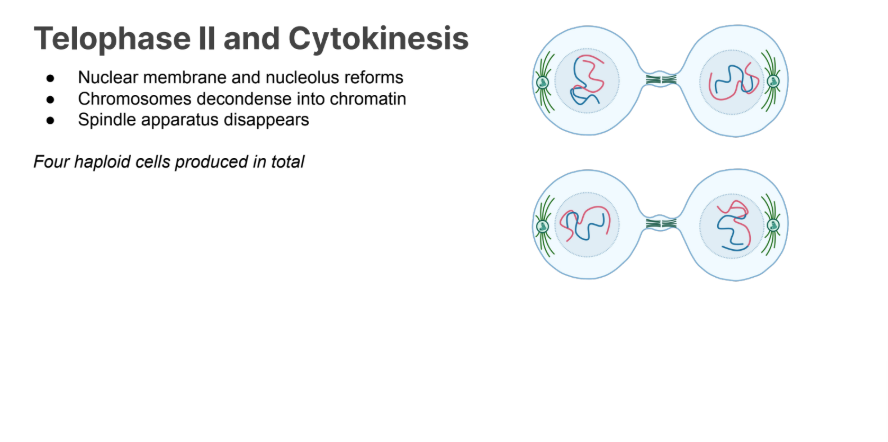 <p>● Nuclear membrane and nucleolus reforms</p><p>● Chromosomes decondense into chromatin</p><p>● Spindle apparatus disappears</p><p></p><p><em>Four haploid Cells produced in total</em></p>