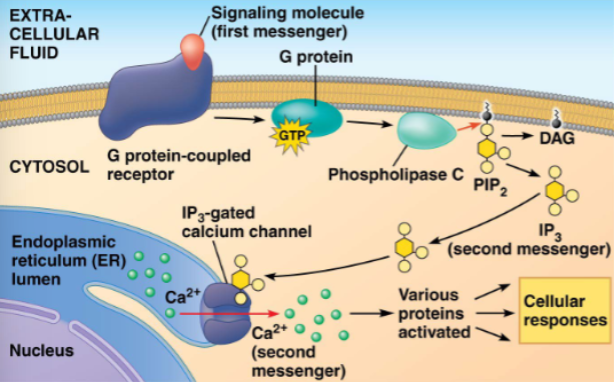 <ul><li><p>here, the activated proteinis phospholipase C which then cleaves PIP2 (a phospholipid) into DAG and IP3</p></li><li><p>IP3 diffuses through cytosol and binds to a gated channel in the ER</p></li><li><p>calcium ions flow out of the ER down a concentration gradient and activate other proteins toward a cellular response</p></li></ul><p></p>