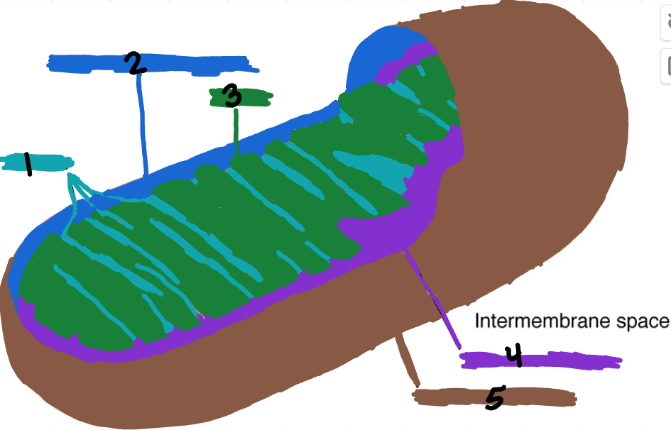 <p>Name the parts of the mitochondria</p>