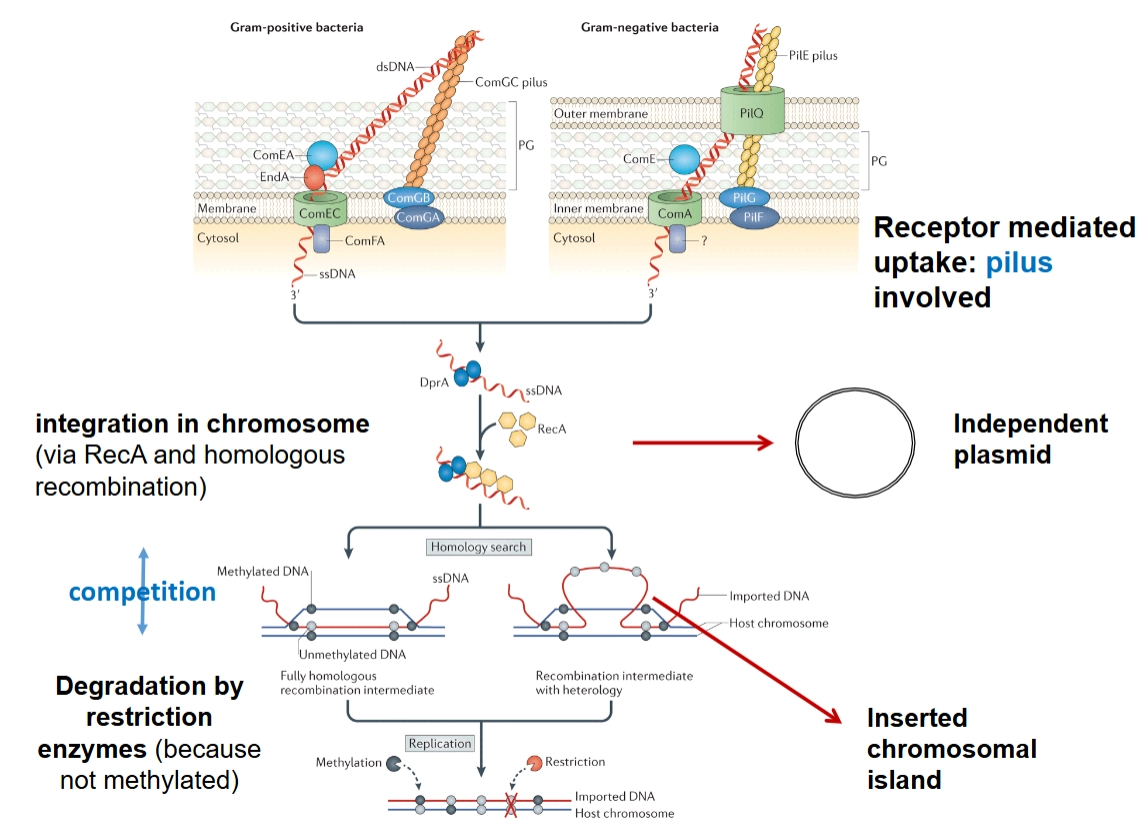 <p>Bacteriën die van nature vreemd DNA kunnen opnemen, noemen we <strong>naturally competent</strong>. Het mechanisme verschilt per bacterietype:<br>→ <strong>Gram-positief vs. Gram-negatief:</strong> Beide gebruiken een samentrekkende haar (<strong>pilus</strong>) aan de buitenkant om het losse, dubbelstrengs DNA (dsDNA) te grijpen (<em>receptor mediated uptake</em>).</p><ol><li><p><strong>Naar binnen halen:</strong> Het DNA wordt door de membraanpoortjes geleid (zoals ComEC of ComA) en omgezet in enkelstrengs DNA (ssDNA).</p></li><li><p><strong>De bestemming:</strong> Eenmaal binnen kan dit ssDNA zich weer omvormen tot een stabiele, cirkelvormige structuur die onafhankelijk blijft bestaan: het <strong>independent plasmid</strong>.</p></li></ol><p></p>