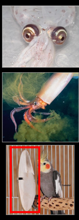 <p>Which phylum and class do these belong to</p>