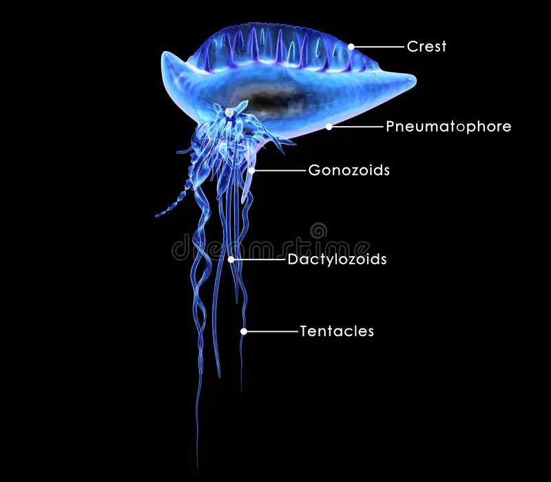 <p><span>a large, gas-filled, blue-purple, sail-like float on the surface that provides buoyancy and wind-driven mobility for the colony</span></p>