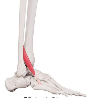 <p>ID muscle and innervation</p>