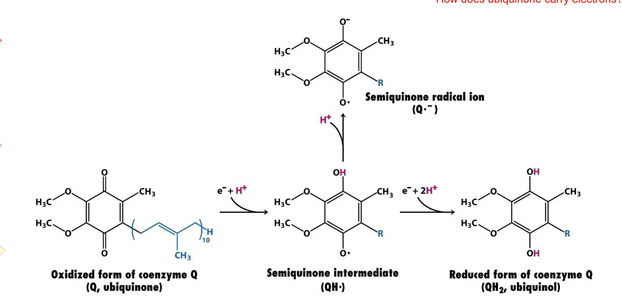 <p>Ubiquione (Q) Redox States </p>
