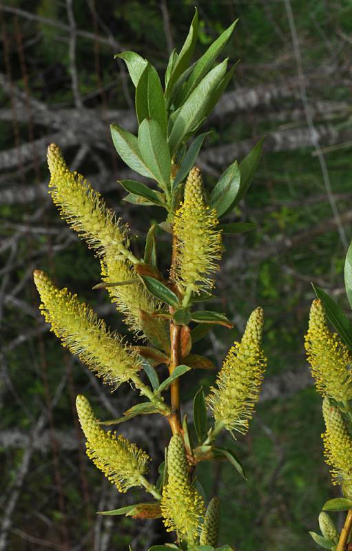 <p>Pacific willow</p>