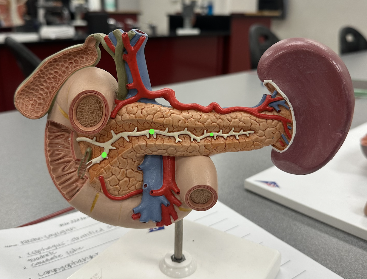 <p>Identify structure</p>