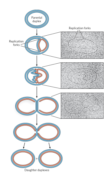 <p>Replication begins at a specific origin where the DNA strands separate. Replication forks form at both ends of the origin, allowing bidirectional replication. Both DNA strands are replicated simultaneously, and replication loops extend from the origin.</p>