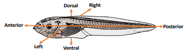 <p>Anterior - front</p><p>posterior - back</p><p>Dorsal - top like dorsal fin</p><p>Ventral - bottom, containing more organs while dorsal is spine.</p>