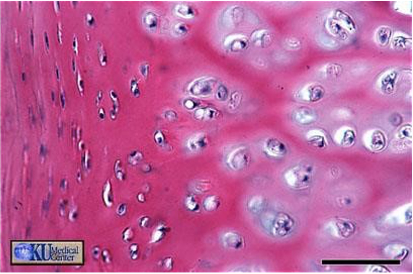 <p><strong>Identify the tissue. State its function and location.</strong></p>