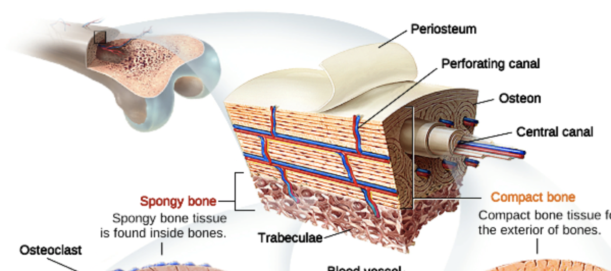 <p>basic structural unit of a compact bone; made of concentric layers of calcified matrix</p><p>consist of and elongated cylinder that runs parallel to long axis of bone. Osteon cylinder consists of several rings of bone matrix called lamellae</p>