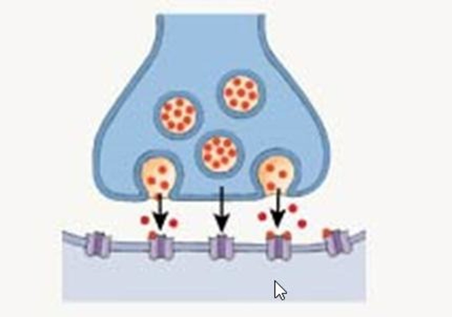 <p>Transmission across synapses using neurotransmitters.</p>