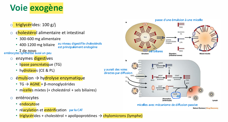 <p>plus contenu alimentaire riche en TG plus chylomicrons de grandes tailles </p><p>(pas directe dzsn circulation porte car passerait direct au foie ou metabolisé, donc libéré daans lymphe vers canal thoracique pour permettre de court circuiter le foie et distribuer d’abord à d’autres organes avant de passer au foie)</p>