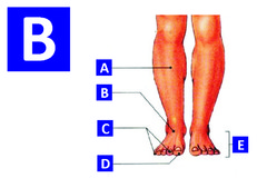 <p>ankle</p>