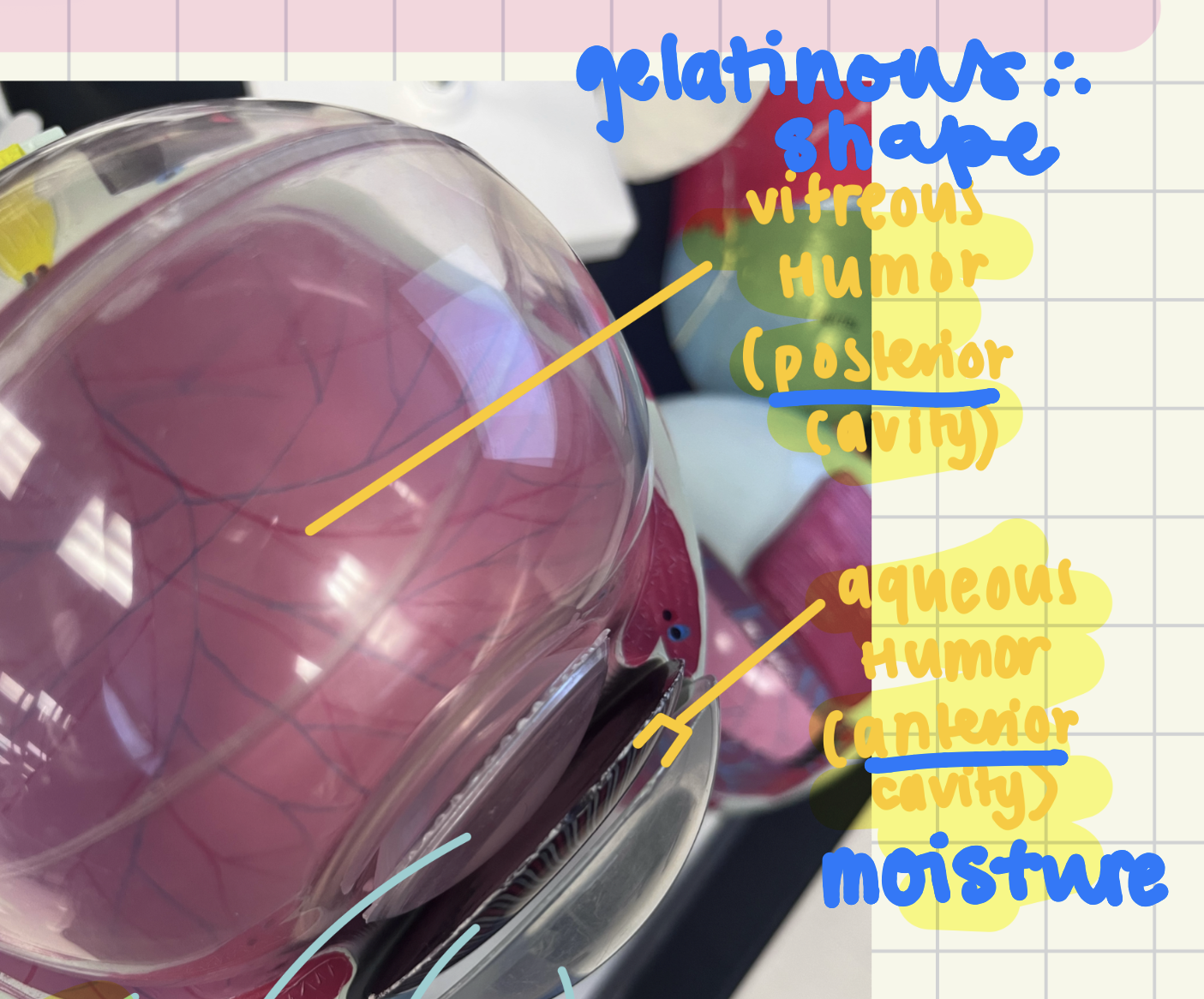 <p>Aqueous (anterior, moisture), vitreous (posterior, shape)</p>