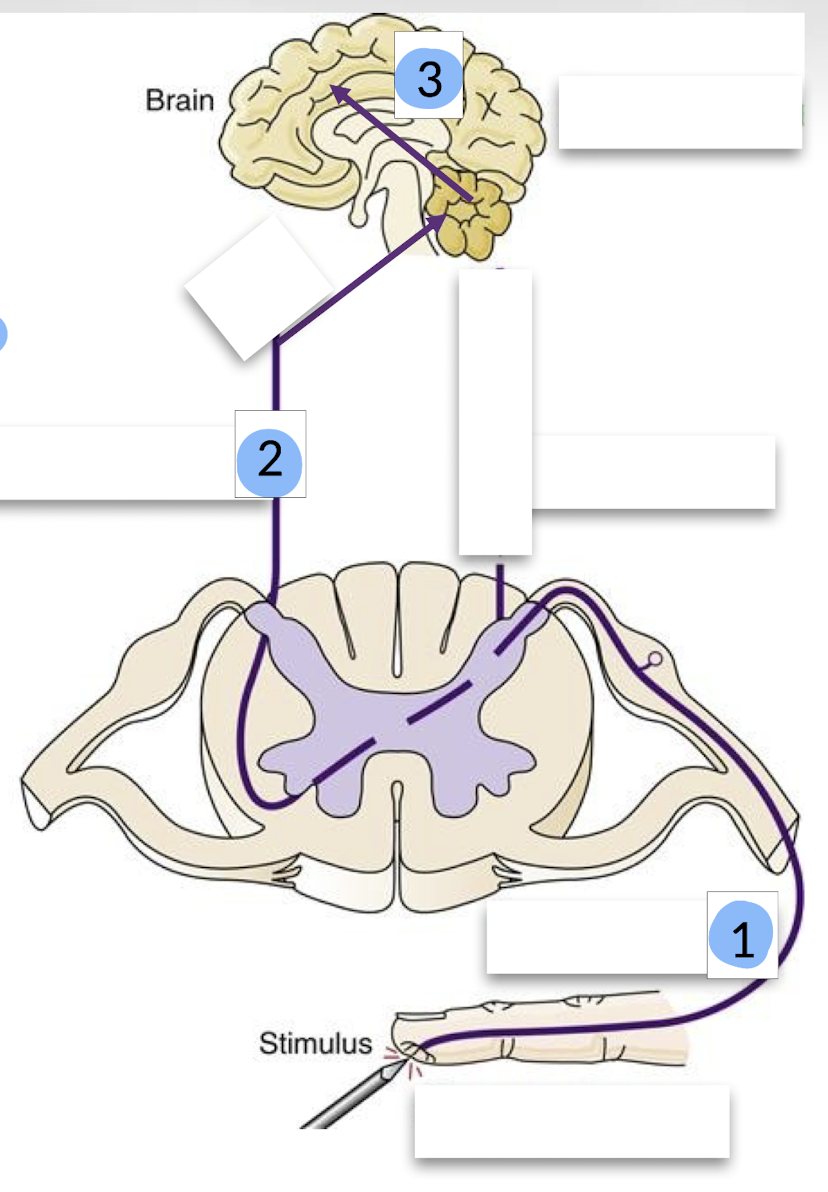 <p>The three stages of transmission are from the site of injury to the dorsal horn of the spinal cord, from the spinal cord to the brainstem and thalamus, and from the thalamus to the sensory cortex.</p>