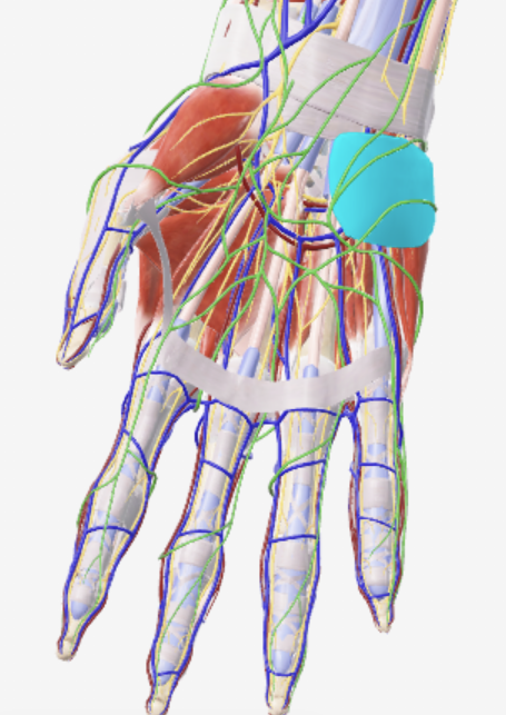 <p>Oppervlakkig, anterior zicht</p>