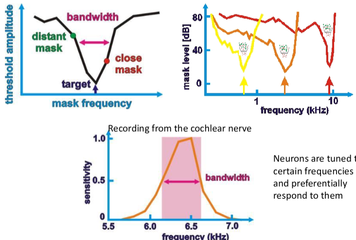 <p>Masked experiments → neurons are tuned to certain frequencies + preferentially respond to them</p>