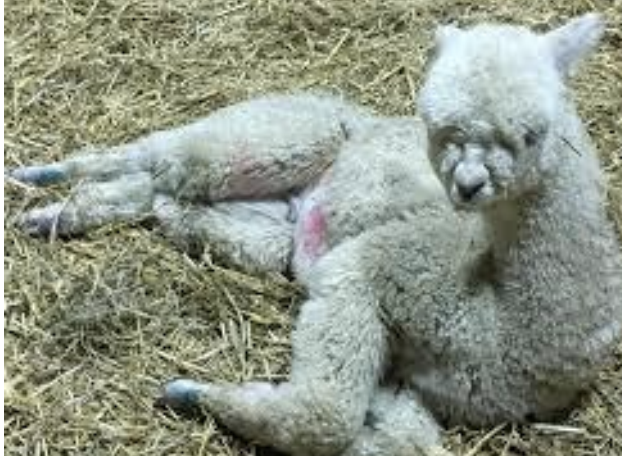 <p>Is this a normal position for a healthy camelid?</p>