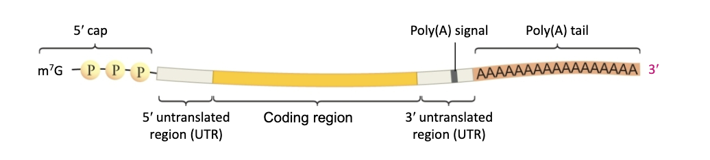 <p>1) once mRNA seperates cap is added to 5’ end  </p><p>2) poly(A) tail added to 3’ end of pre-RNA</p><ul><li><p>creates mature + protect </p></li></ul><p></p>