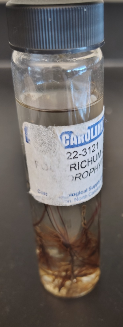 <ol><li><p>Name the phylum </p></li></ol><p>Sporophyte - Diploid formed from union of sperm and egg produces spores that</p><p>grow into protonema</p>