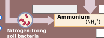 <p>nitrogen cycle: name this step</p>