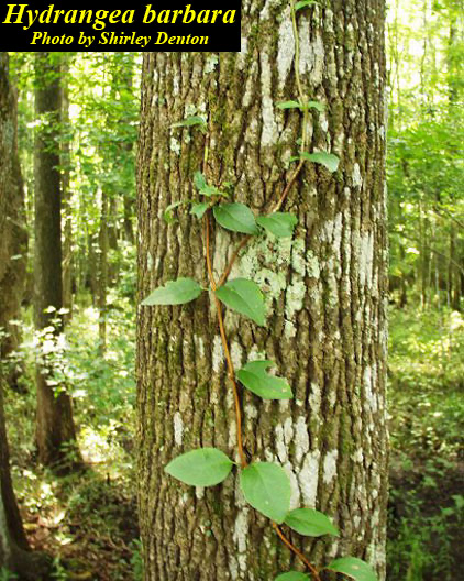 <p>Family: Hydrangeaceae</p><p>Genus: Hydrangea</p><p>Species: barbara</p><p>Common Name: Climbing Hydrangea</p>