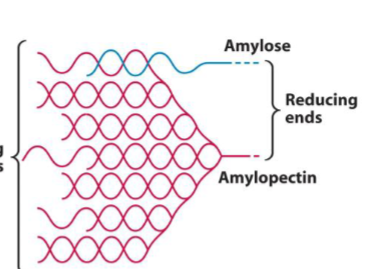 <p>Made up of two separate polymers, both only Glc containing (<strong>for Glc storage in plants</strong>): Amylose (<strong>unbranched</strong>) and Amylopectin (<strong>branched</strong>). Polymers intertwined with one another and form helices with the help of water (mix of single and double helicies). Many non-reducing ends, only one reducing end. Striated appearance.</p>
