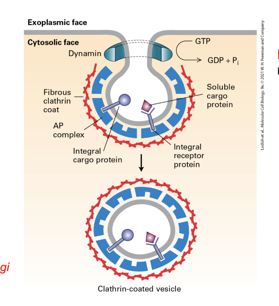 <p>Required for clathrin coated vesicles → it pitches the neck of the bud and required GTP hydrolysis </p>