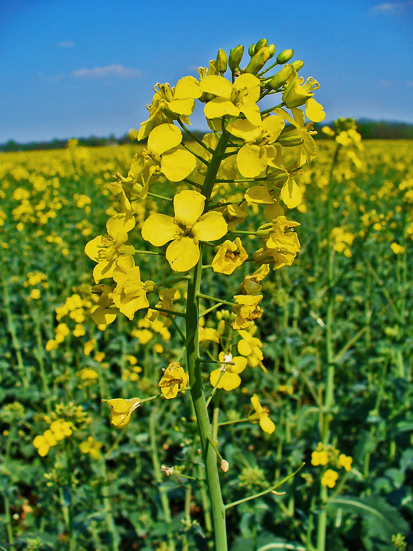 <p><strong>Common Name</strong>: Rapeseed</p><p class="is-empty is-editor-empty has-focus"><strong>Parts Used</strong>: Seeds (oil); roots, leaves</p><p class="is-empty is-editor-empty has-focus"><strong>Use/s</strong>: Antioxidant, anti-inflammatory, antidiabetic, anticancer, cardiovascular health</p><p class="is-empty is-editor-empty has-focus"><strong>Major Metabolites</strong>: <strong>Campesterol (phytosterol)</strong>, <strong>sinapic acid (phenolic compounds)</strong>, sinigrin (glucosinolates)</p>