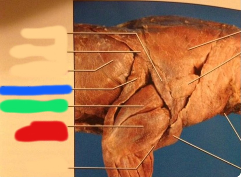 <p>In blue, looking right, lateral (outside), forelimb</p>