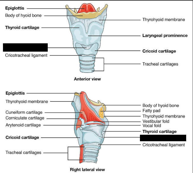 <p>a strong, fibrous band connecting the thyroid cartilage to the cricoid cartilage in the larynx. It helps stabilize the laryngeal cartilages.</p>