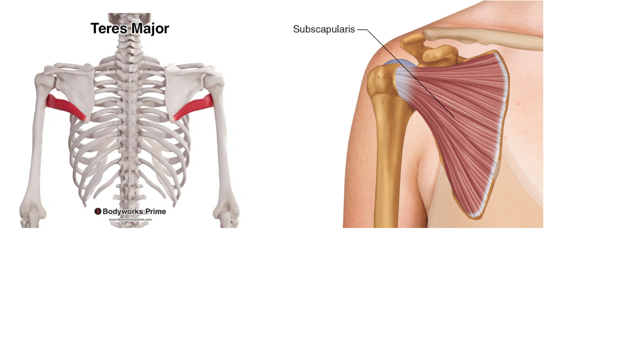 <p>Teres Major, Subscapularis </p>