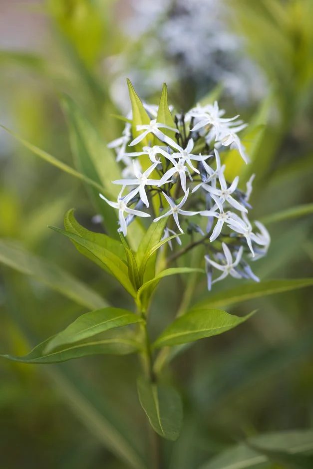 <p>Amsonia tabernaemontana</p>