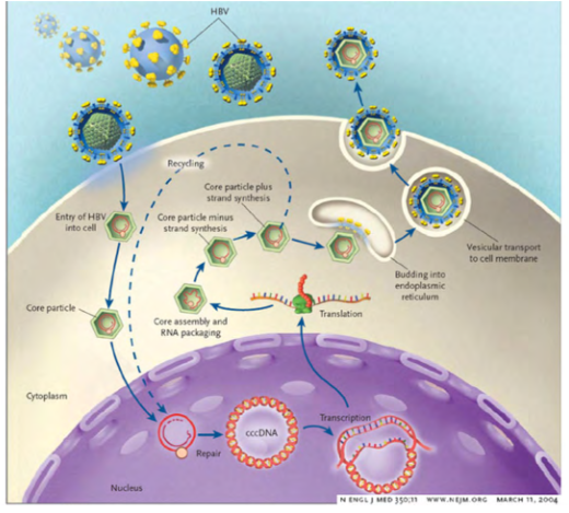 <p>Hepatitis B virus ccc (covalently closed circular DNA)</p>