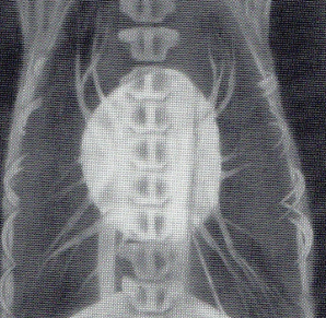 <p>Deep narrow-chested breed</p>