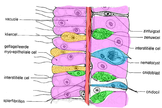 <ul><li><p>myo-epitheliale cellen: bedekking, contractieve vezels voor beweging</p></li><li><p>intersitiële cellen: ongedifferentieerde stamcellen</p></li><li><p>kliercellen: produceren verteringsenzymen of slijm</p></li><li><p>zintuigcellen en zenuwcellen</p></li><li><p>cnidoblasten: netelcellen</p></li></ul><p></p>