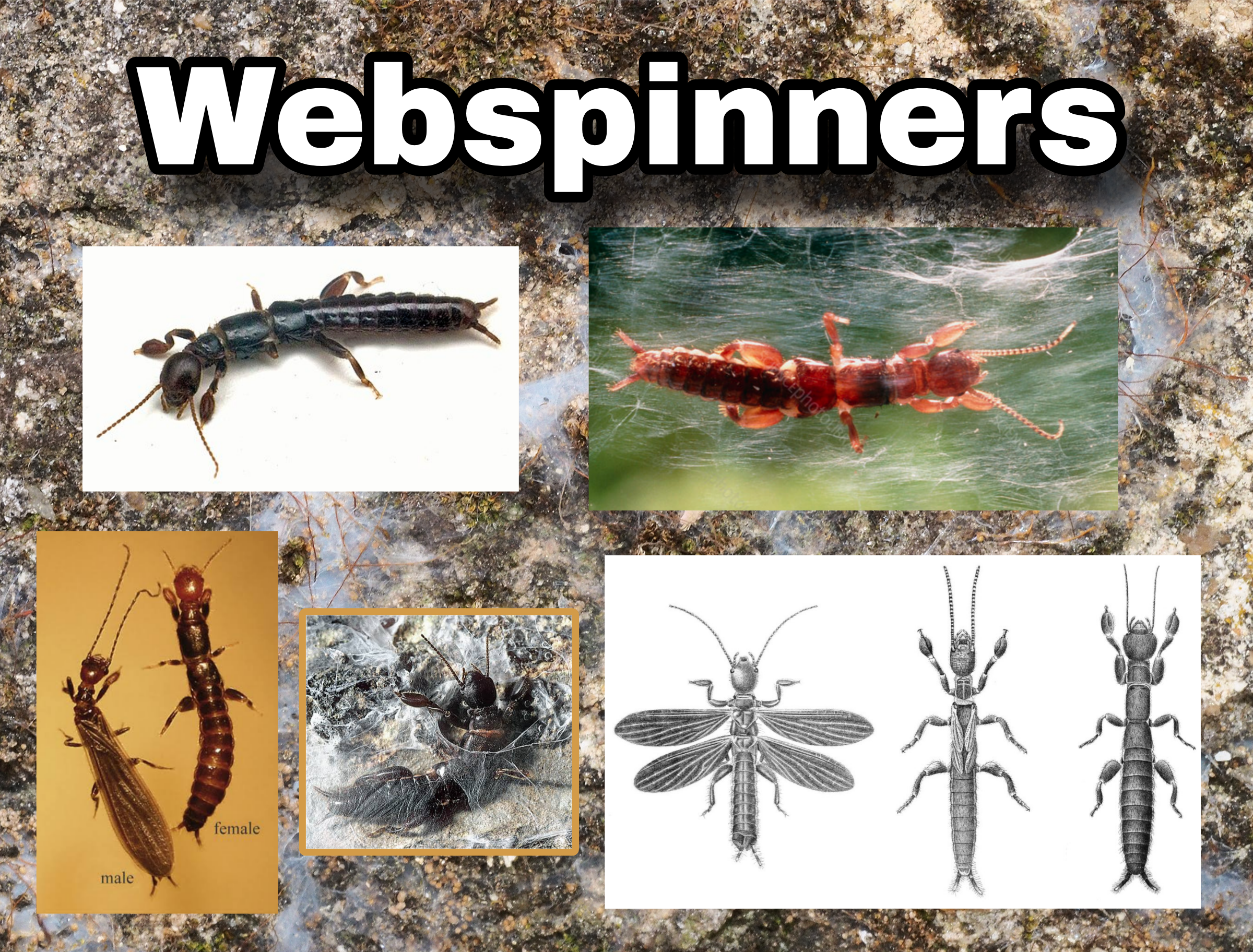 <p>Webspinners</p>