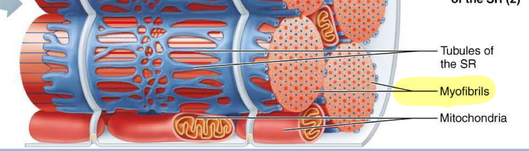 <p>Long protein cords occupying most of sarcoplasm inside muscle fiber (cell) → made of repeating sarcomeres lined up end to end</p>